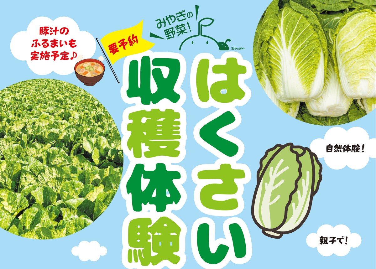 要予約 親子で！自然体験！ はくさい収穫体験 豚汁のふるまいも実施予定