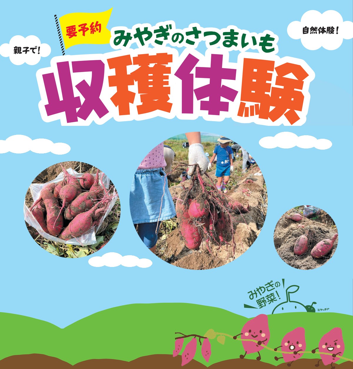 要予約 親子で！自然体験！ みやぎのさつまいも収穫体験